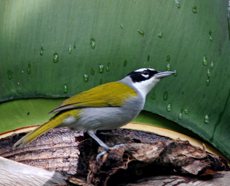 Black-crowned Tanager_1369.jpg