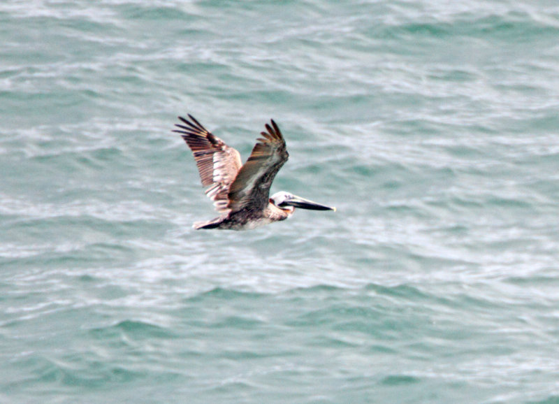 Brown Pelican_1423.jpg