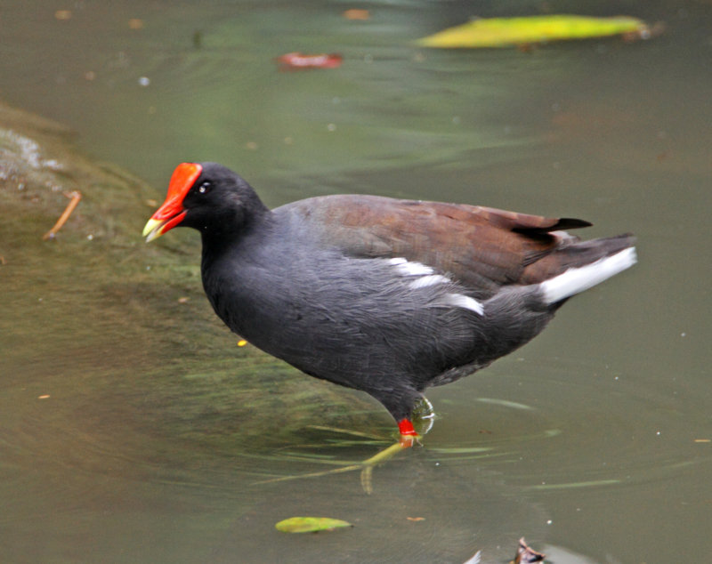 Common Gallinule_1353.jpg