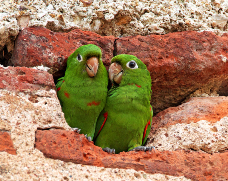 Hispaniolan Parakeet_1414.jpg