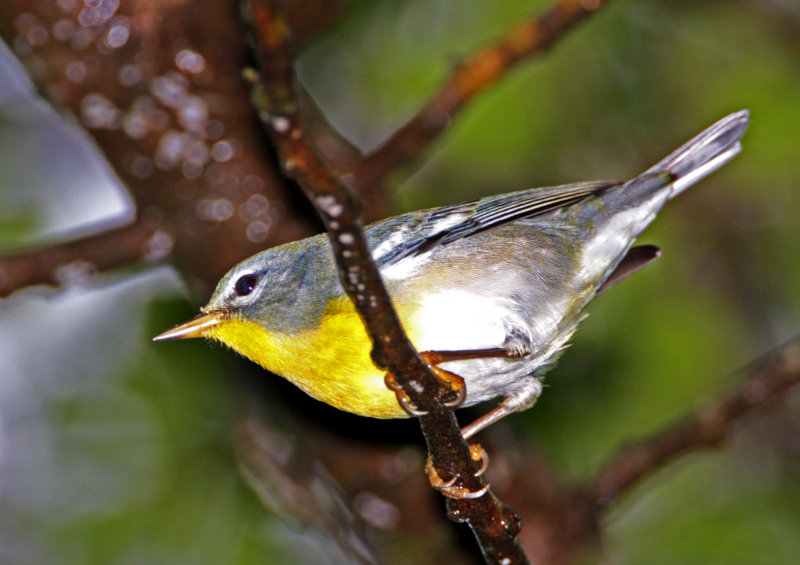 Northern Parula_1252.jpg