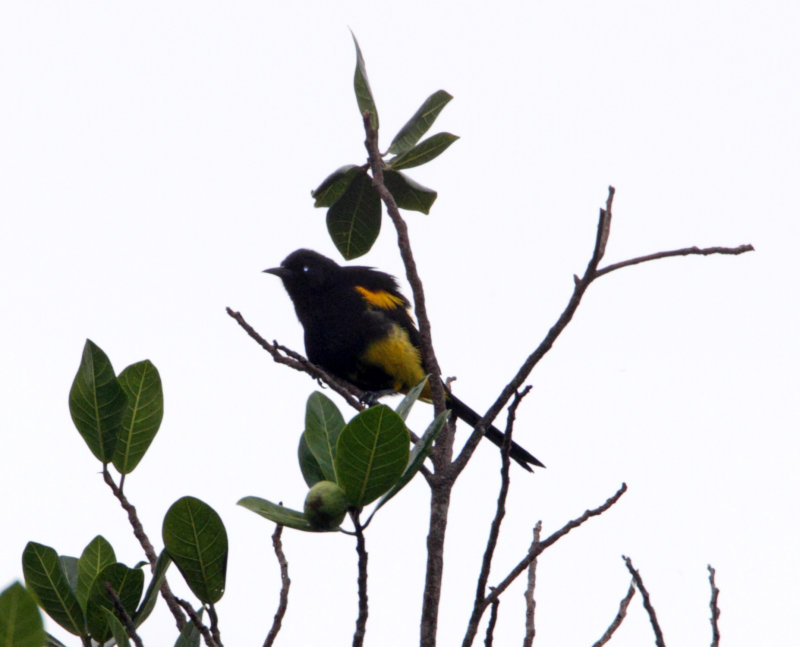 Hispaniolan Oriole_1481.jpg