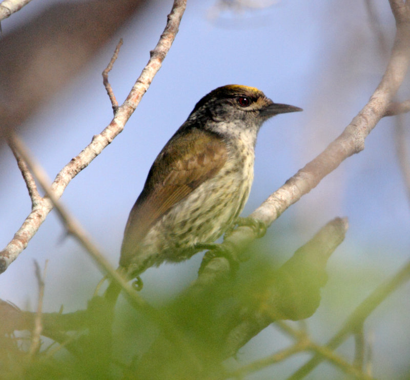 Antillean Piculet_1535.jpg