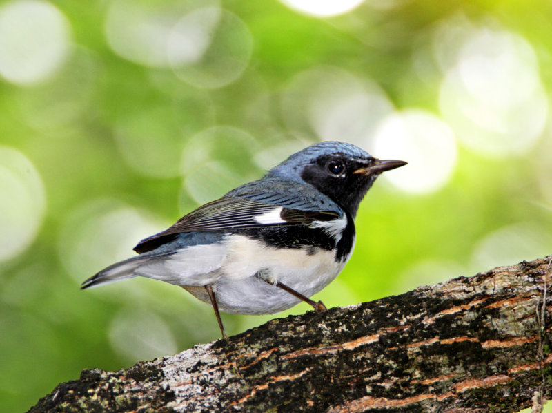 Black-throated Blue Warbler - male_1575.jpg