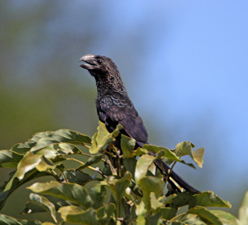 Smooth-billed Ani_1730.jpg