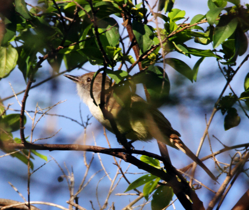 Stolid Flycatcher_1519.jpg