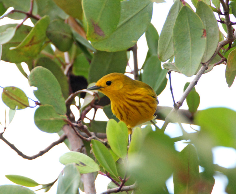 Mangrove Warbler_1927.jpg