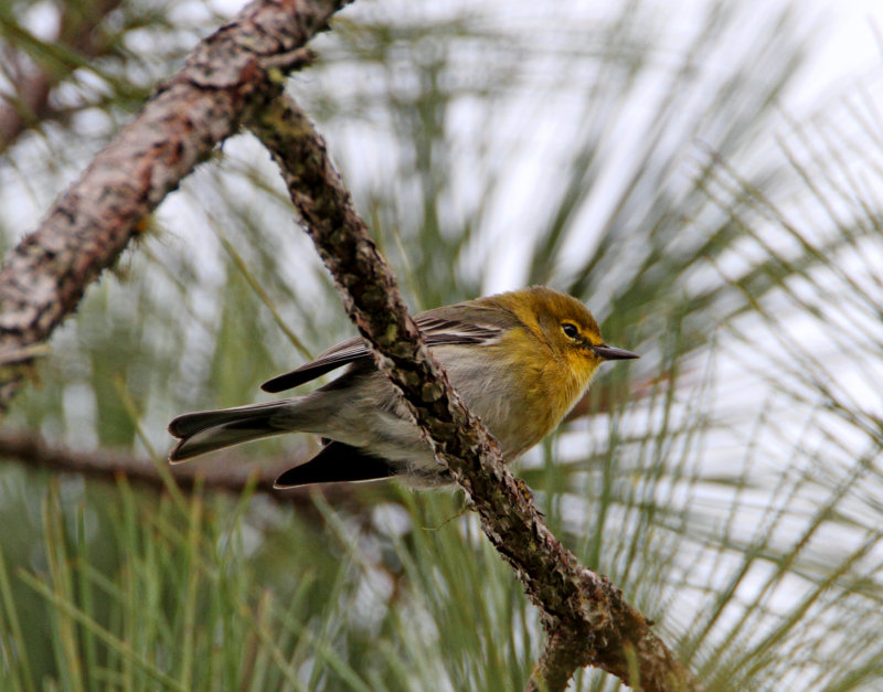 Pine Warbler_1812.jpg