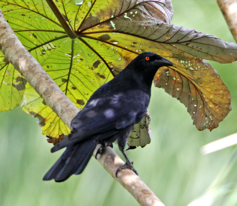White-necked Crow_2453.jpg