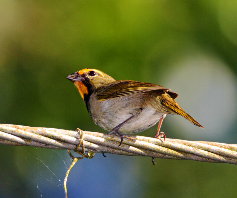 Yellow-faced Grassquit - male_2410.jpg