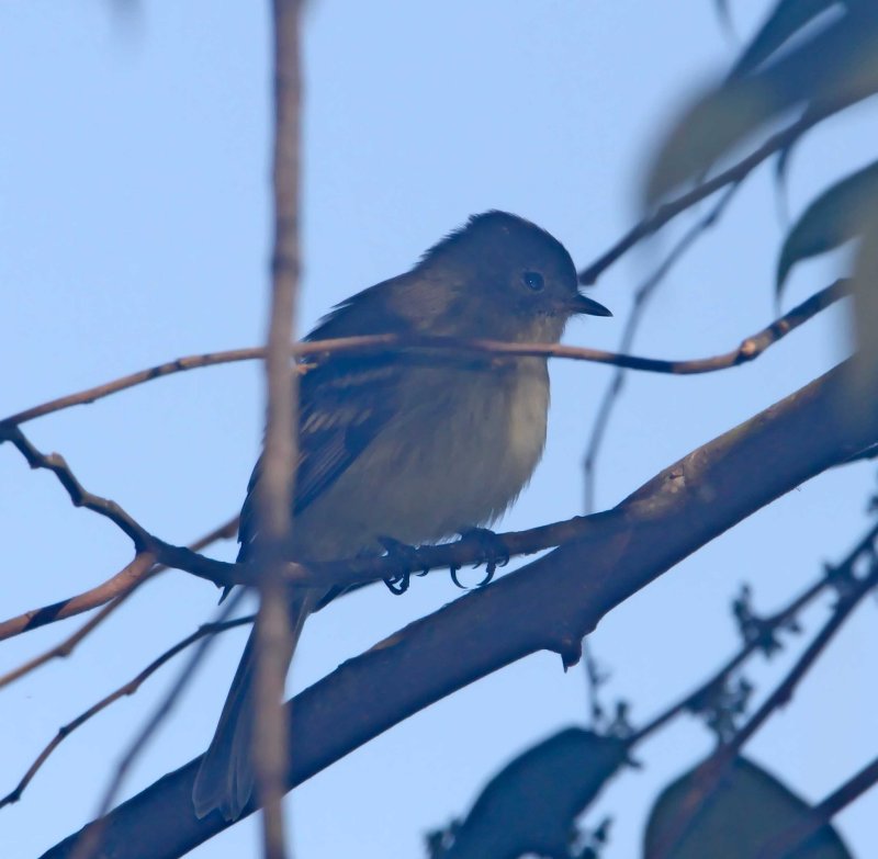 Greater Antillean Elaenia_2230.jpg