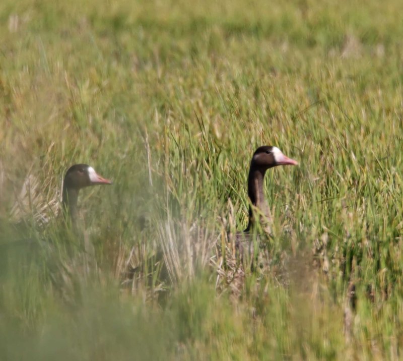 Greater White-fronted Goose - adult_2541.jpg