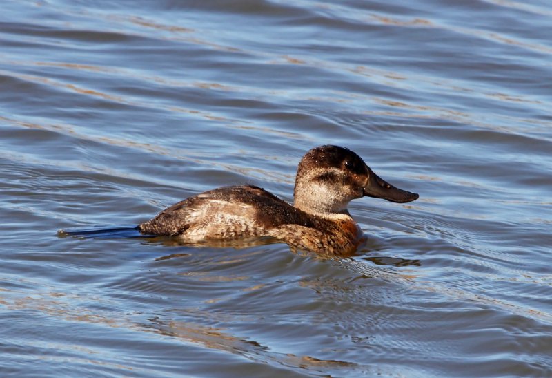 Ruddy Duck - female_2514.jpg