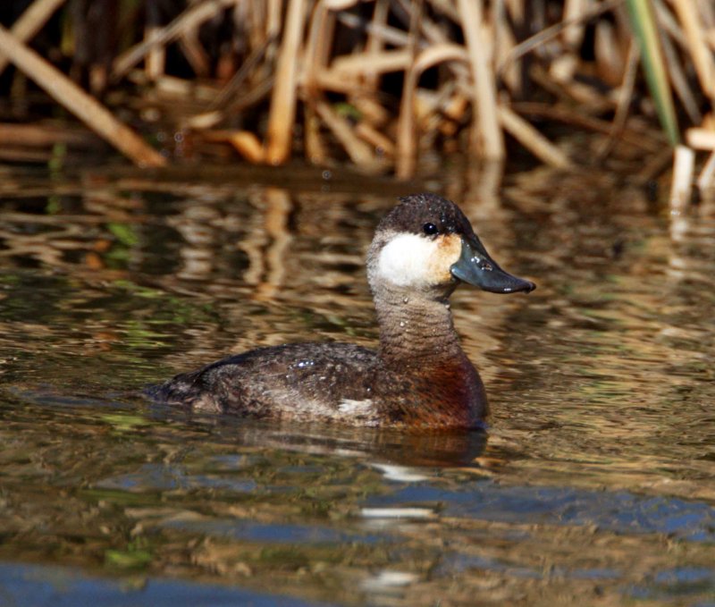 Ruddy Duck - male_2520.jpg