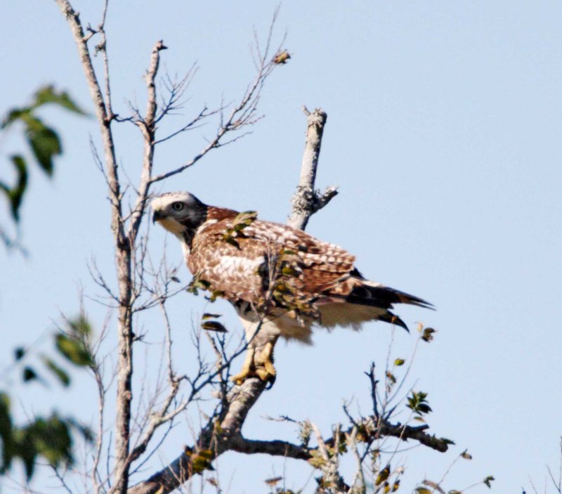 Red-tailed Hawk - juvenile_2578.jpg