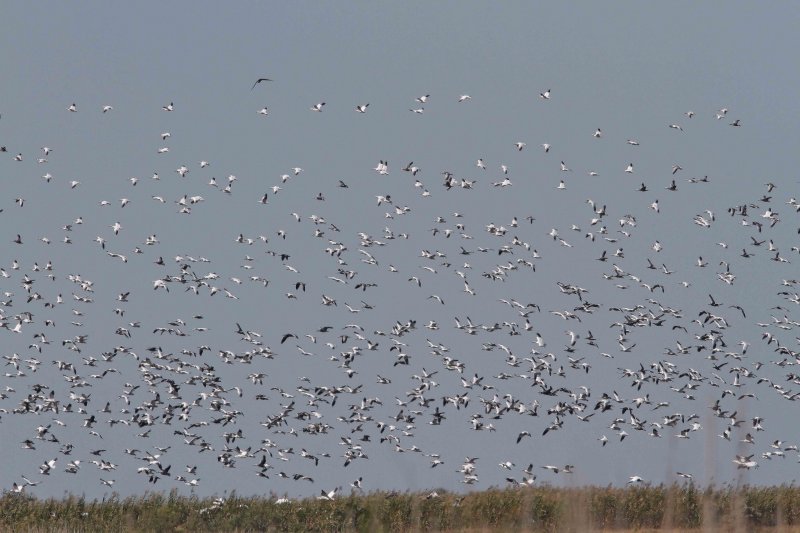 Snow Geese _2539.jpg
