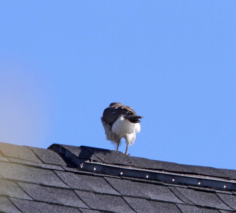 Coopers Hawk_2612.jpg