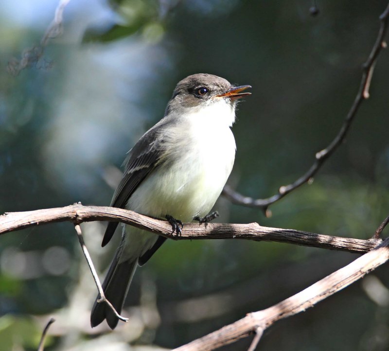 Eastern Phoebe_2582.jpg