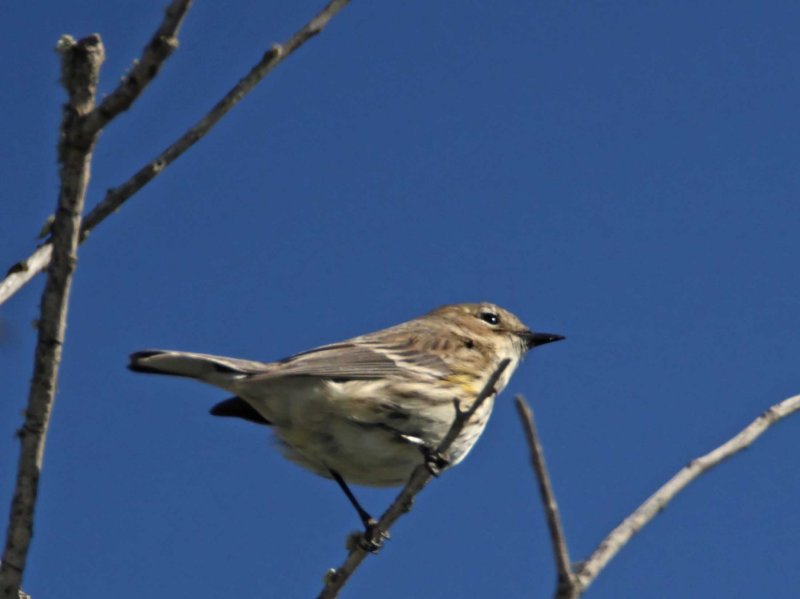 Myrtle Warbler_2631.jpg