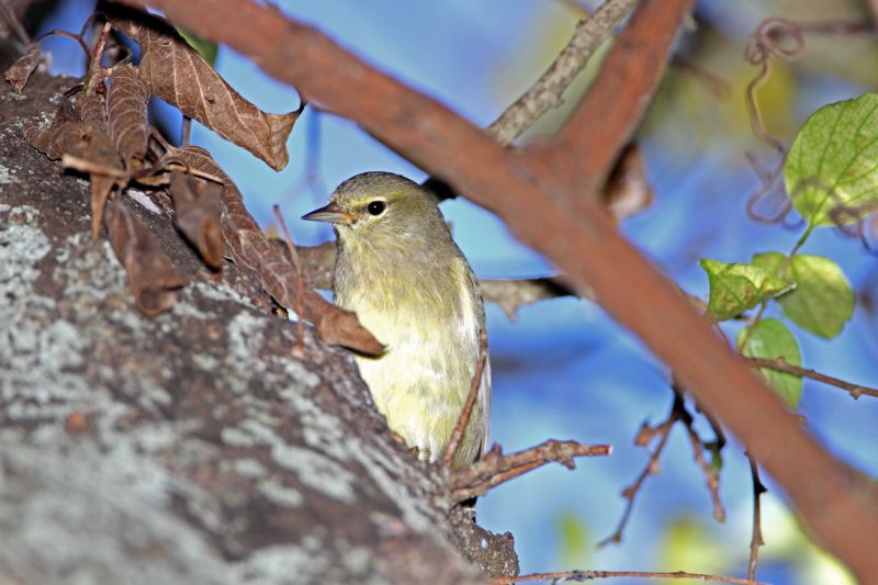 Orange-crowned Warbler_2642.jpg