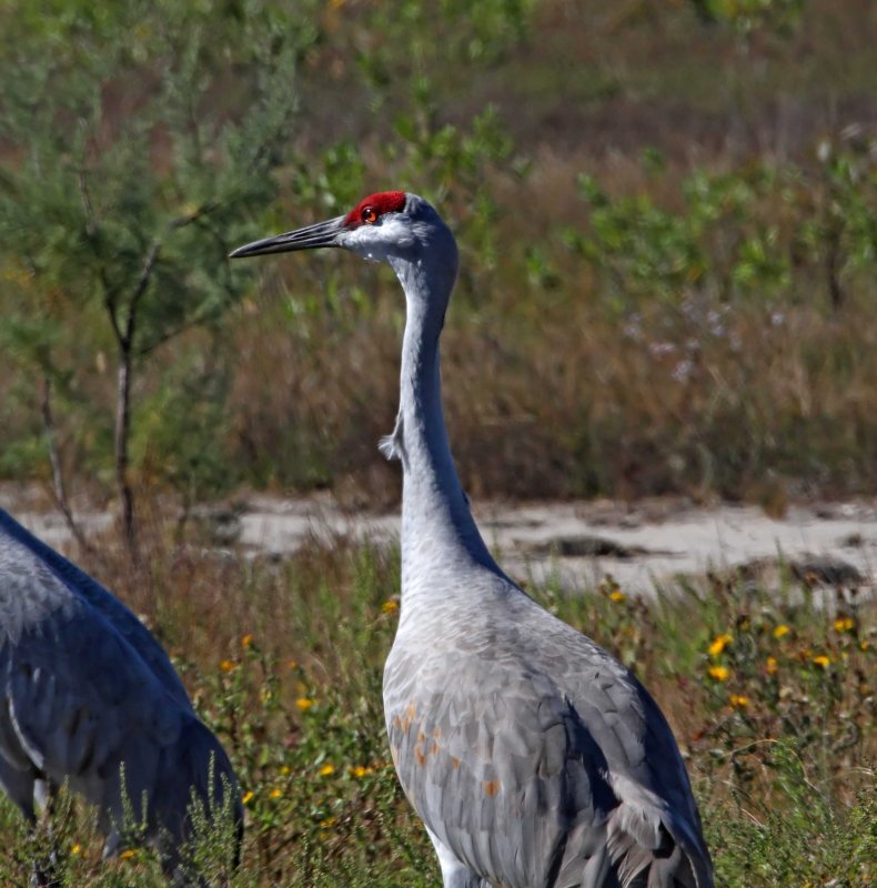 Sandhill Crane - adult_2685.jpg
