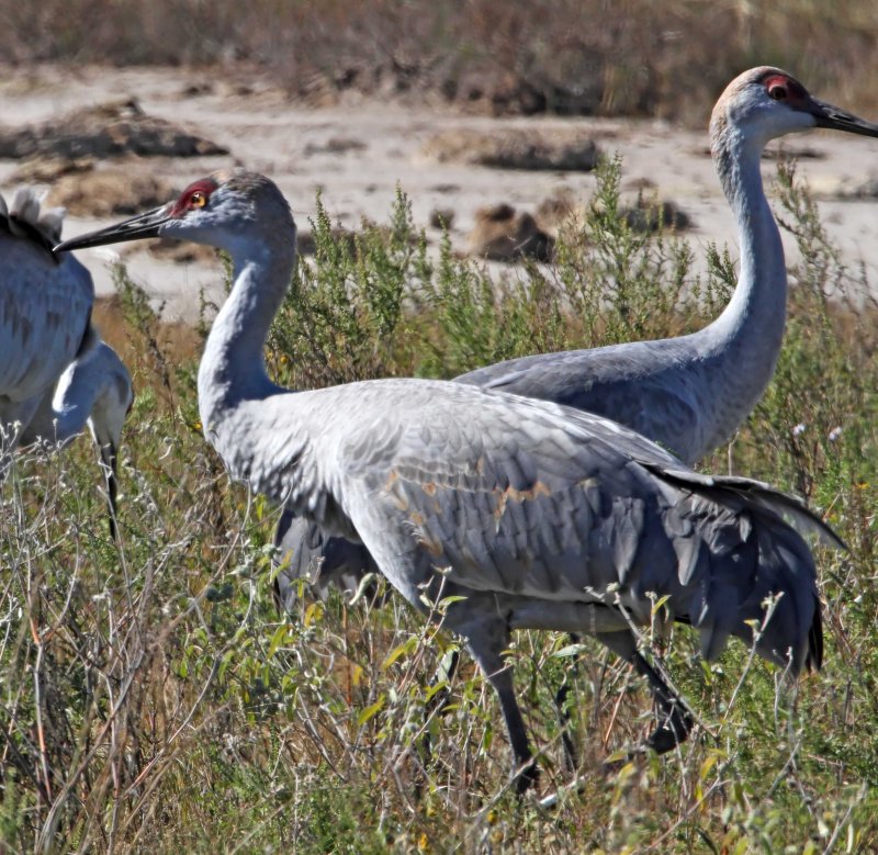Sandhill Crane - juvenile_2695.jpg
