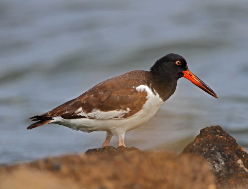 American Oystercatcher - juvenile_2918.jpg