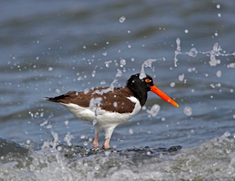 American Oystercatcher_2865.jpg