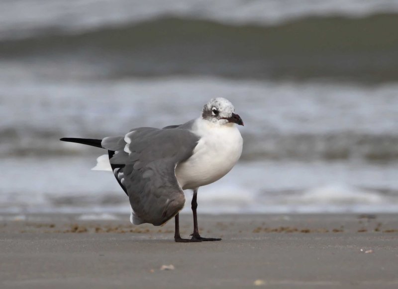 Laughing Gull broken wing_2961.jpg