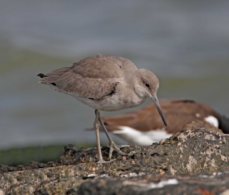 Willet - western_2897.jpg