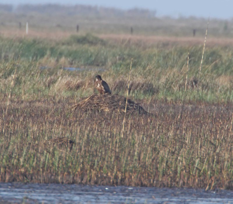 Bald Eagle_3340.jpg