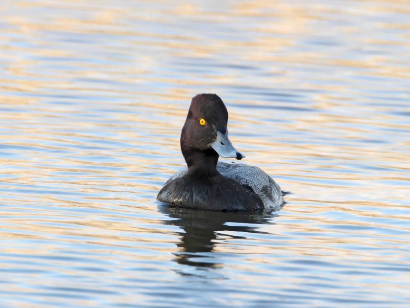 Lesser Scaup_3056.jpg