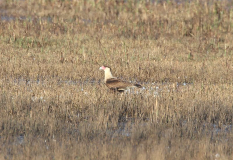 Northern Caracara_3106.jpg