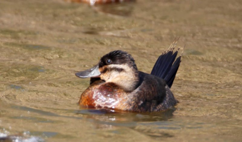 Ruddy Duck - 3497 copy.jpg