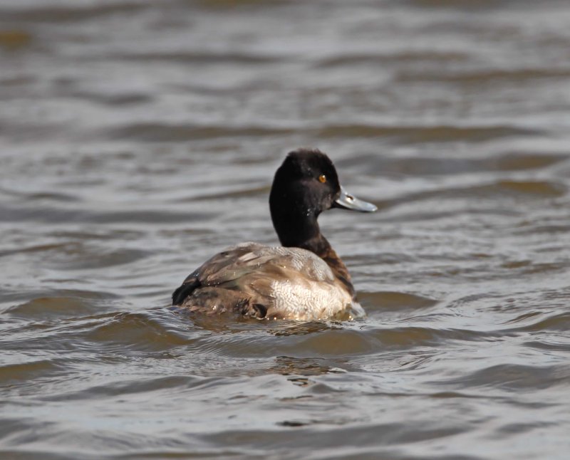 Ring-necked Duck_3465.jpg
