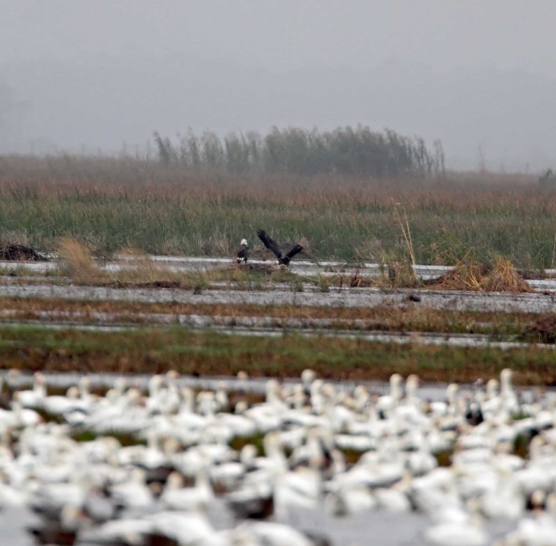 Bald Eagles_3669.jpg