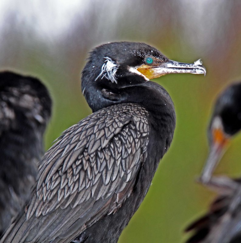 Neotropic Cormorant_3681.jpg