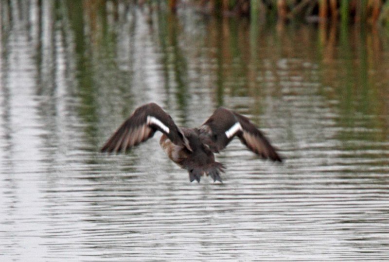 Lesser Scaup - wing pattern_3957.jpg