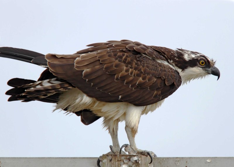 Osprey_4007.jpg