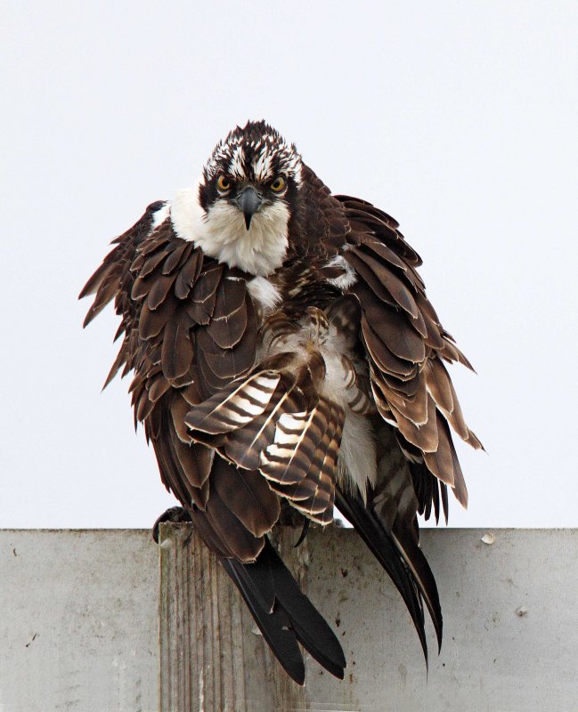 Osprey_3989.jpg