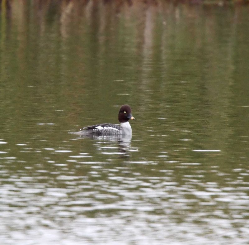Common Goldeneye - female_4090.jpg