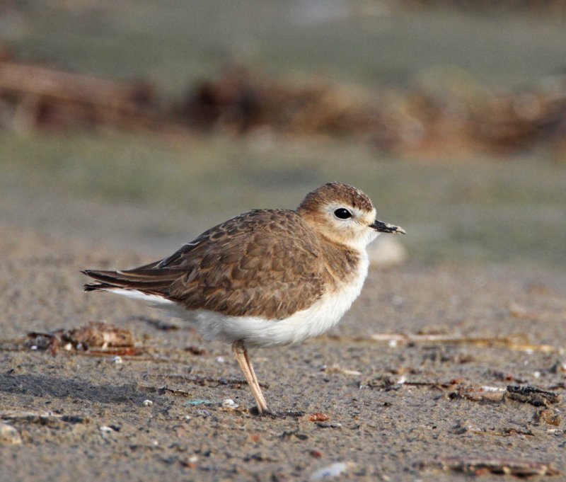 Mountain Plover - non-breeding_4187.jpg