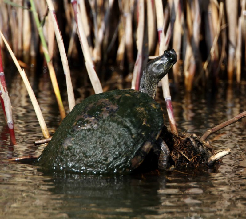 River Cooter_3488.jpg