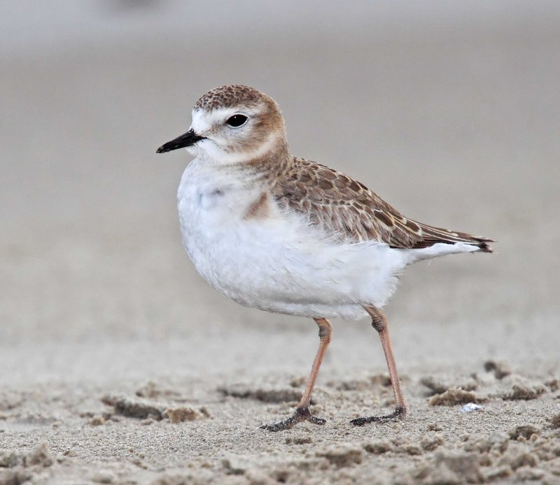 Mountain Plover - non-breeding_4435.jpg
