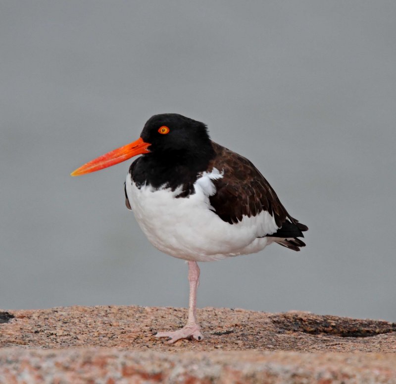 American Oystercatcher_4600.jpg