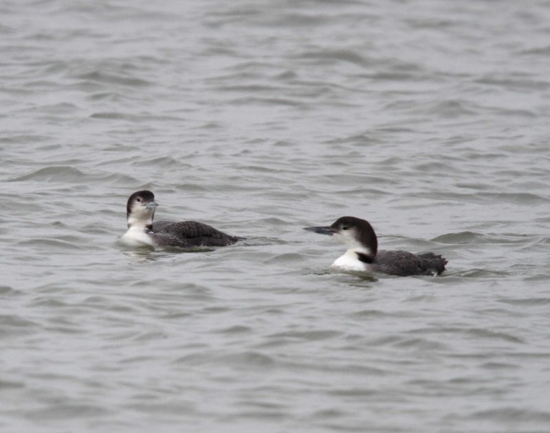 Common Loons_4566.jpg
