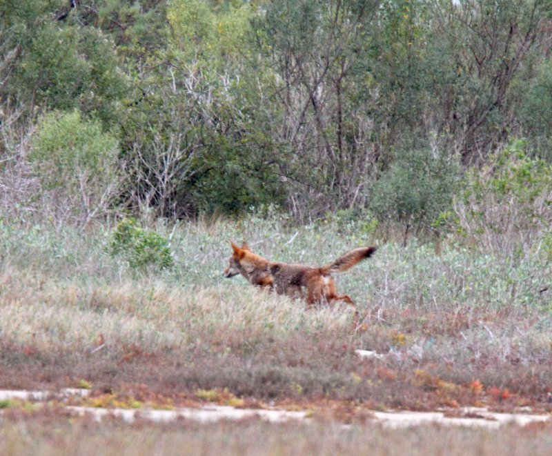 Coyote_4487.jpg