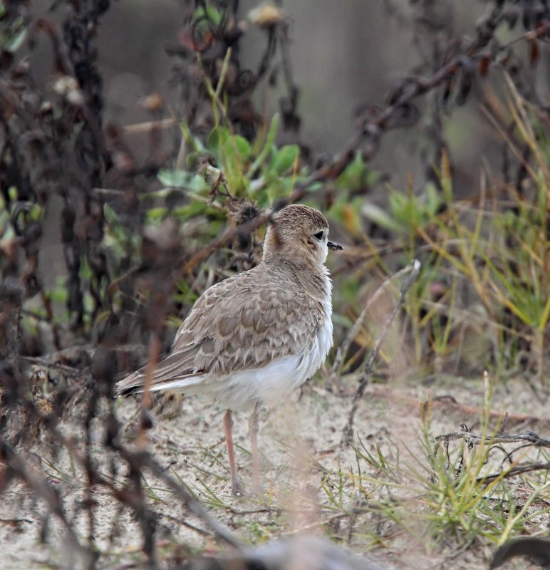 Mountain Plover - non-breeding_4671.jpg