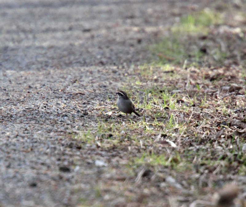 Striped Sparrow_4706.jpg