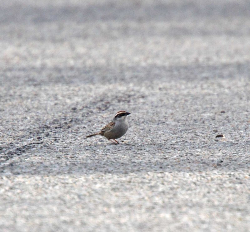 Striped Sparrow_4721.jpg